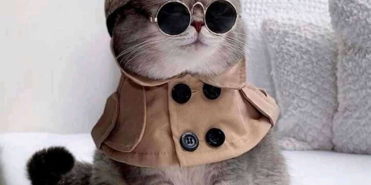 Cats as Secret Agents - Did You Know?