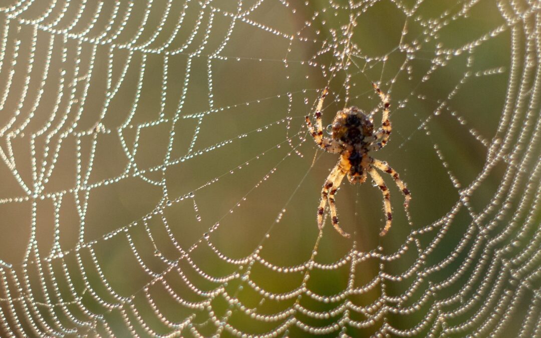 A Spider’s Web is Stronger than Steel