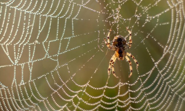 A Spider’s Web is Stronger than Steel