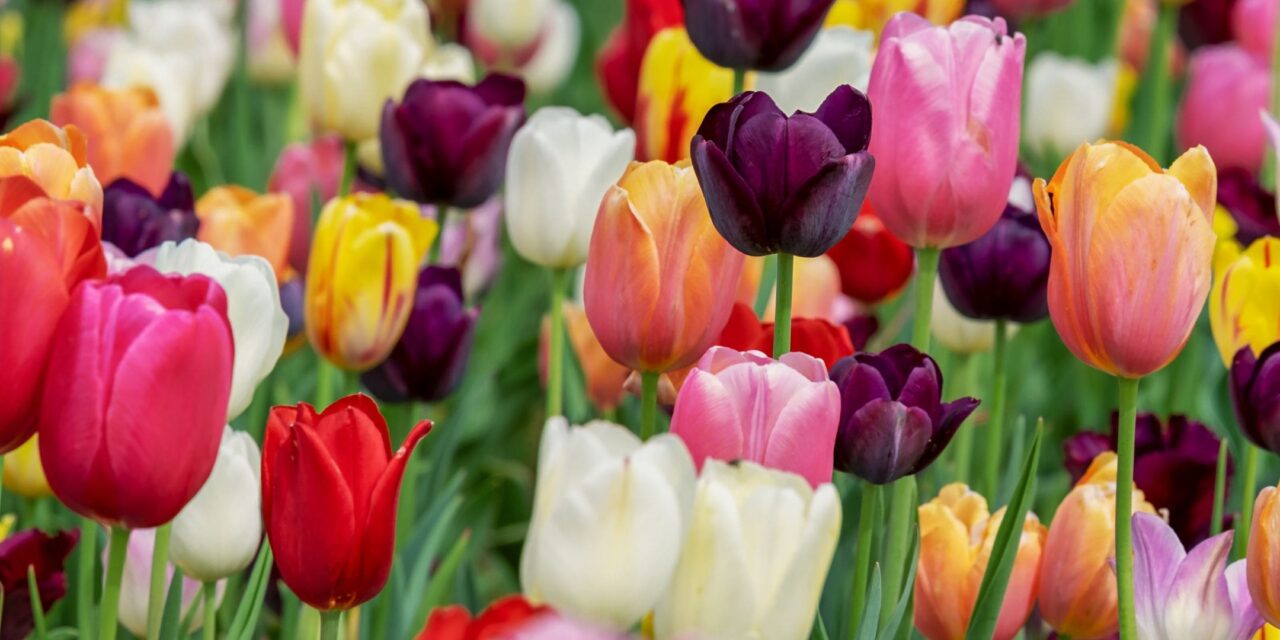 The Madness Called Tulipmania