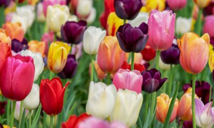 The Madness Called Tulipmania