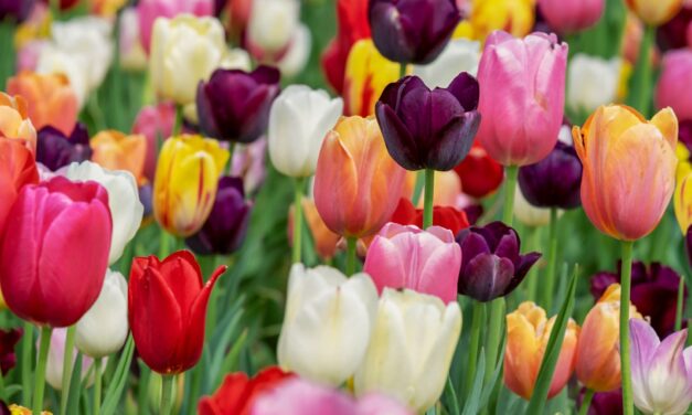 The Madness Called Tulipmania