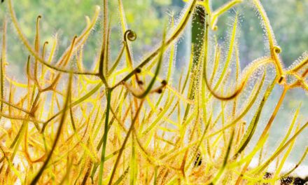 Carnivorous Plants in Pack Hunting