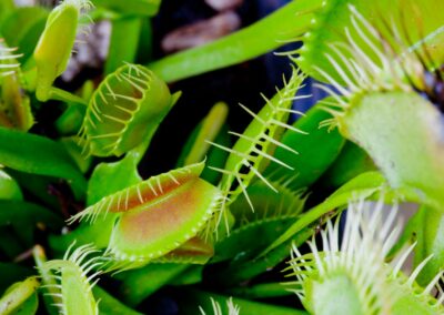 Carnivorous plants - Venus Flytrap