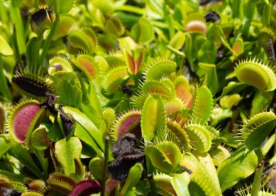 Carnivorous plants - Venus Flytrap