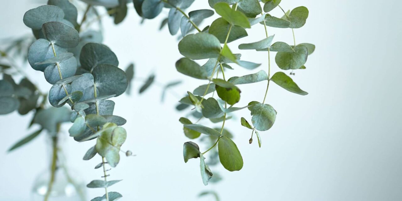 The Surprising Secret of Eucalyptus Trees