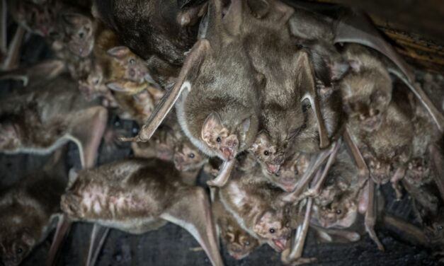 Vampire Bat Saliva Contains ‘Draculin’ That Prevents Clotting